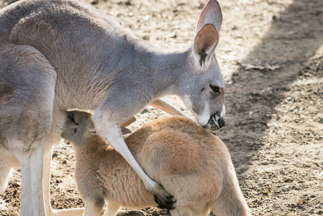 Zsebibabák minden mennyiségben cikk kiemelő képe