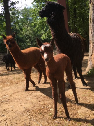 Különleges arcszőrzet mintája miatt, tréfás nevet kapott az 1 hetes alpakánk! cikk kiemelő képe