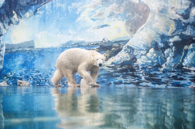 Beköltözik a jégkorszak a Nyíregyházi Állatparkba cikk kiemelő képe