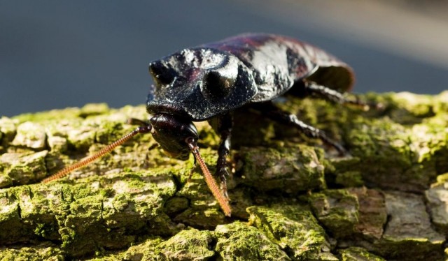 Halloween a Nyíregyházi Állatparkban cikk kiemelő képe