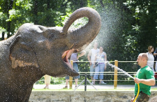 Állati élmények a Nyíregyházi Állatparkban!   cikk kiemelő képe
