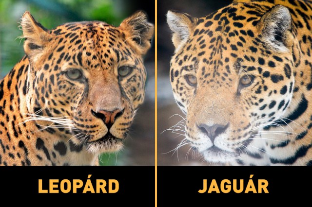 Jaguár vagy Leopárd?  Állatparki tudakoZoo   cikk kiemelő képe