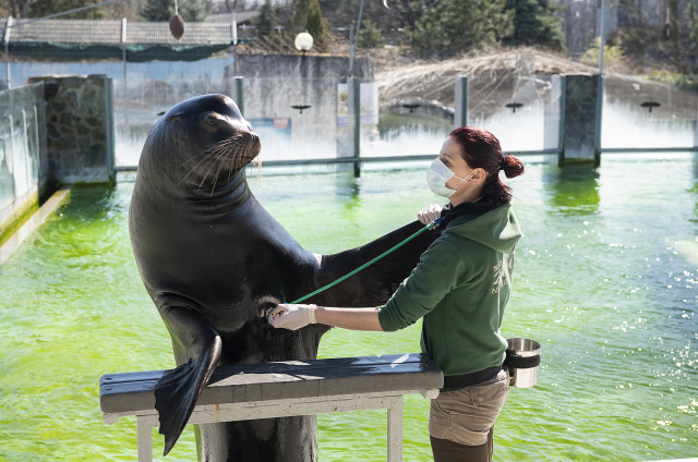 Tisztelt Vendégeink!   Sajnálattal értesítjük Önöket, hogy Állatparkunk ideiglenesen nem fogad látogatót. cikk kiemelő képe