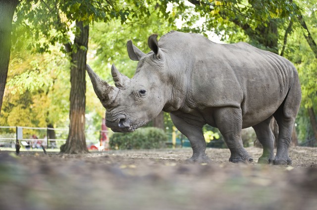 Az orrszarvúk világnapja cikk kiemelő képe