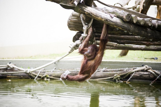 Így hűsölnek a parklakók  cikk kiemelő képe