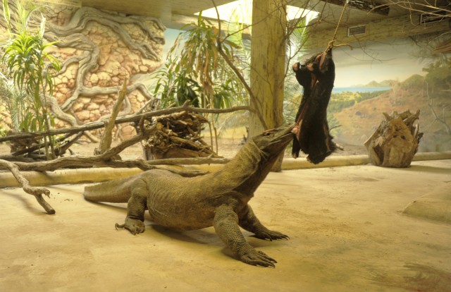 Így ebédel a sárkány! cikk kiemelő képe