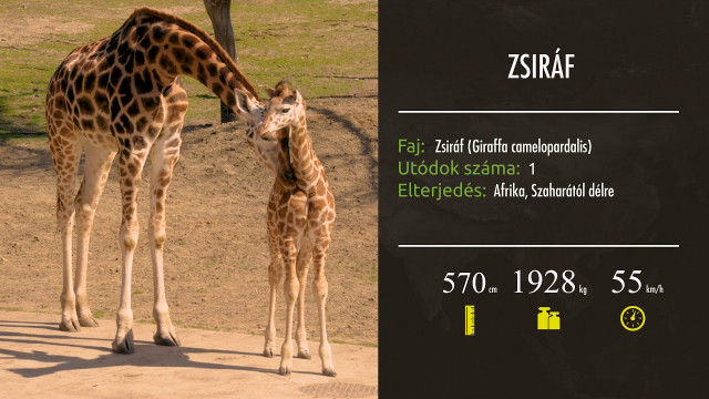 Hamarosan újabb részekkel jelentkezik a ZOO Tv cikk kiemelő képe