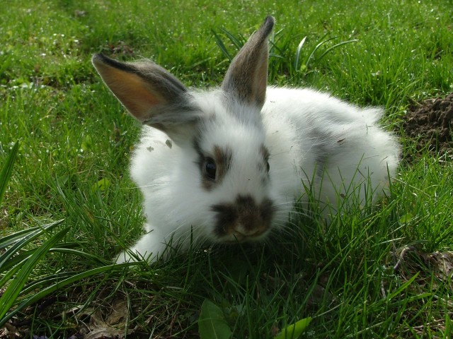 Húsvét után is legyen boldog a nyuszi,    cikk kiemelő képe