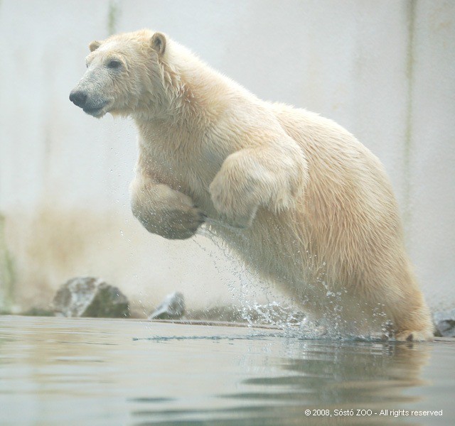 Jegesmedve bocs érkezett a Nyíregyházi Állatparkba!