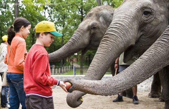 Zoo-suli 2010 cikk kiemelő képe