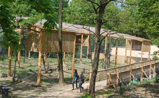 Új madár röpde a Tarzan ösvényen! cikk kiemelő képe