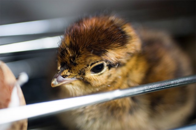 Nyírfajd csibék keltek ki Állatparkunkban! cikk kiemelő képe