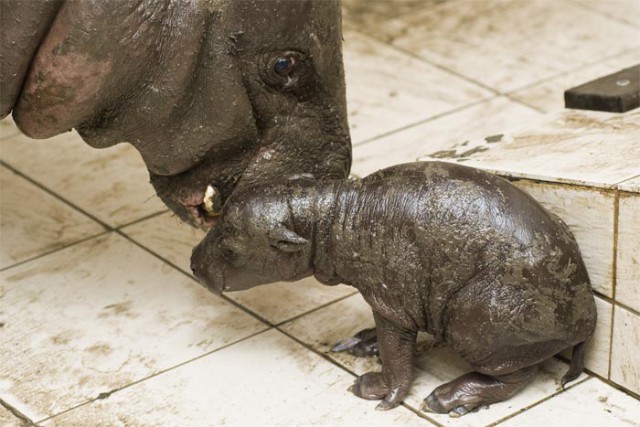 Újabb zoológiai szenzáció helyszíne volt a Nyíregyházi Állatpark! cikk kiemelő képe