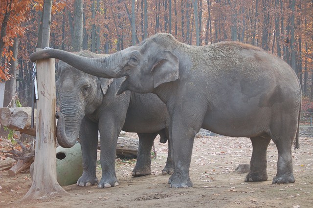 'Állatjóléti' akadémia a Sóstó Zoo-ban cikk kiemelő képe
