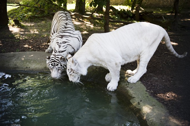 Három fehér tigrissel gazdagodott  Állatparkunk nagymacska gyűjteménye! cikk kiemelő képe