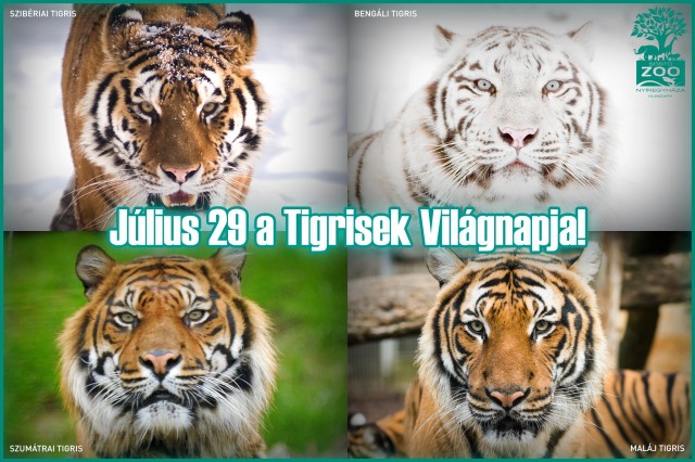 Július 29. A Tigrisek Világnapja  cikk kiemelő képe